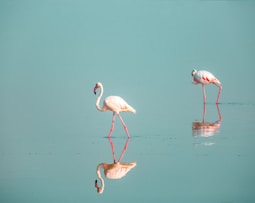 Salinas de Santa Pola