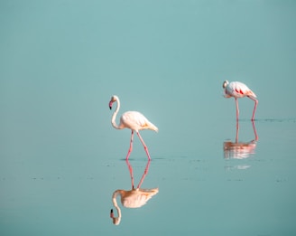 Salinas de Santa Pola