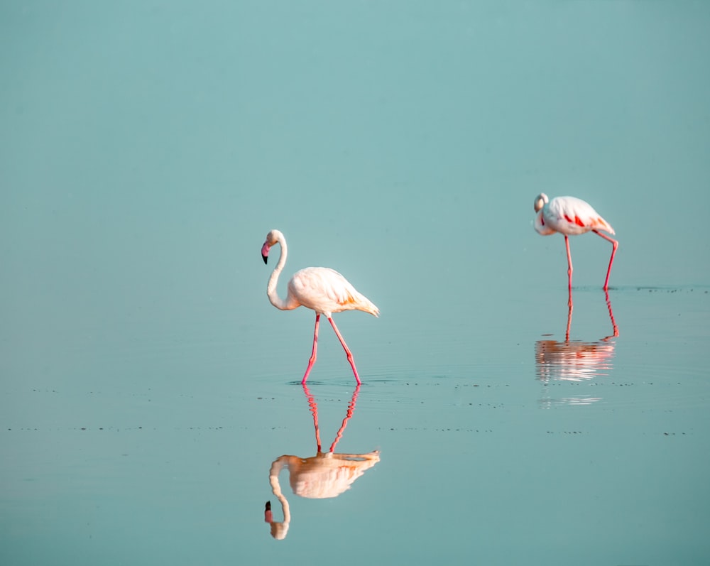 flamingos cor-de-rosa na água durante o dia