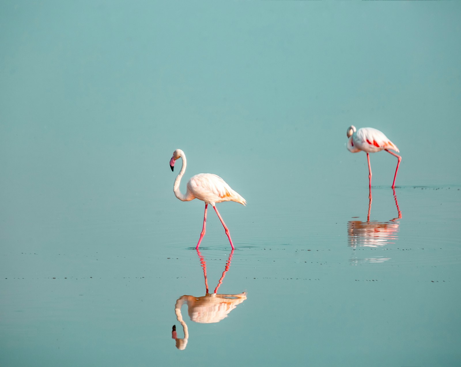 Canon EF 70-200mm F2.8L IS II USM sample photo. Pink flamingos on water photography