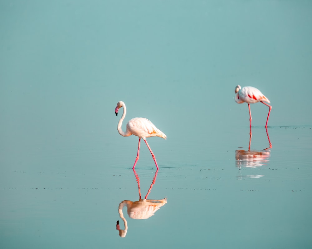 Flamencos rosados en el agua durante el día