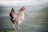 white and brown chicken on green grass field during daytime