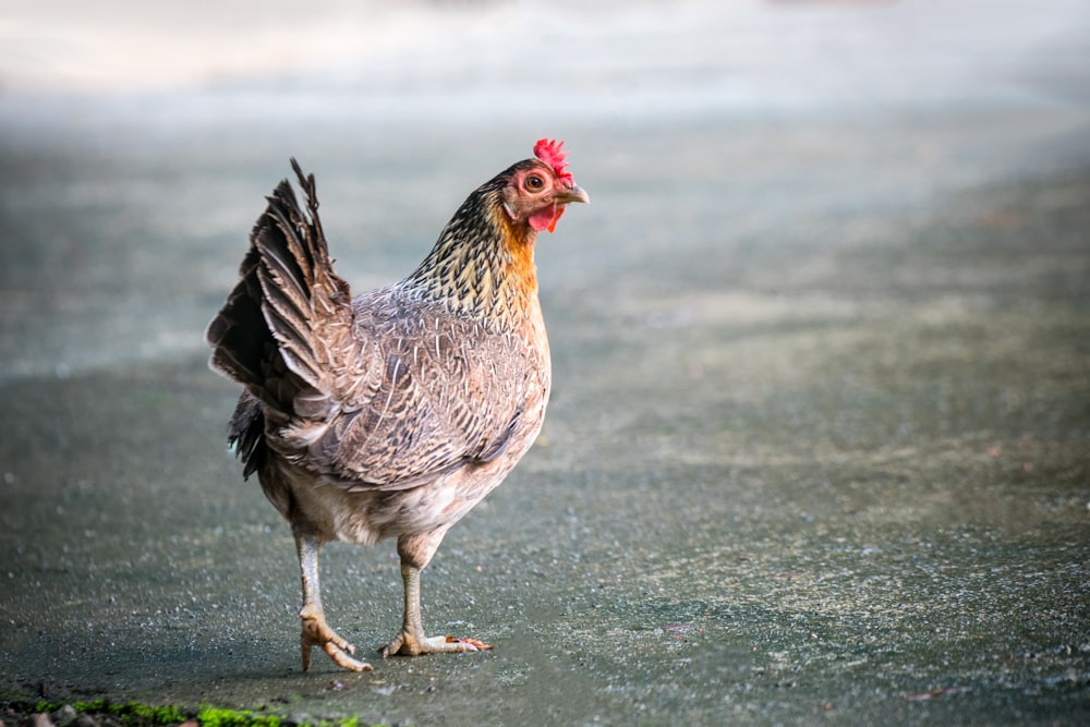 white and brown chicken on green grass field during daytime