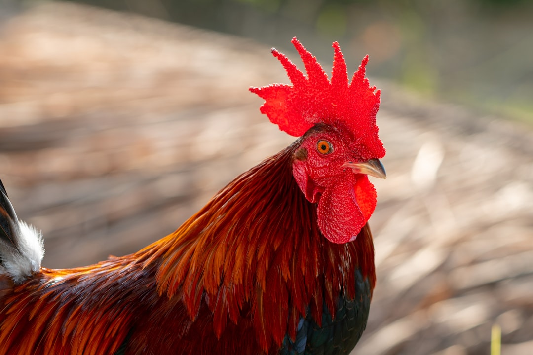 red and black rooster in close up photography
