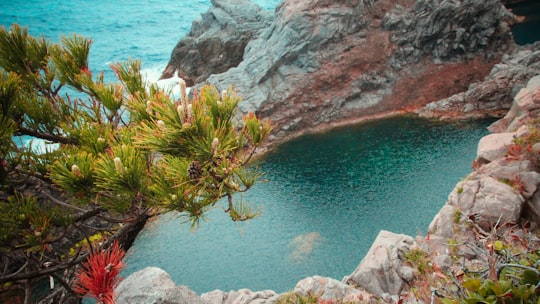 green and brown plant on gray rock formation near blue sea during daytime in Kōzu-shima Japan