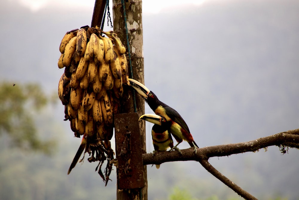 yellow and black bird on brown tree branch during daytime