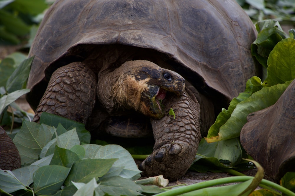 brown turtle on green leaves