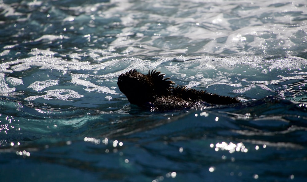 black seal on body of water during daytime