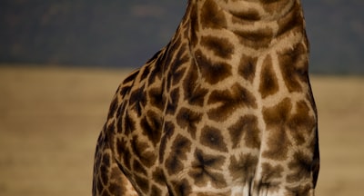 black and white giraffe textile tanzania zoom background