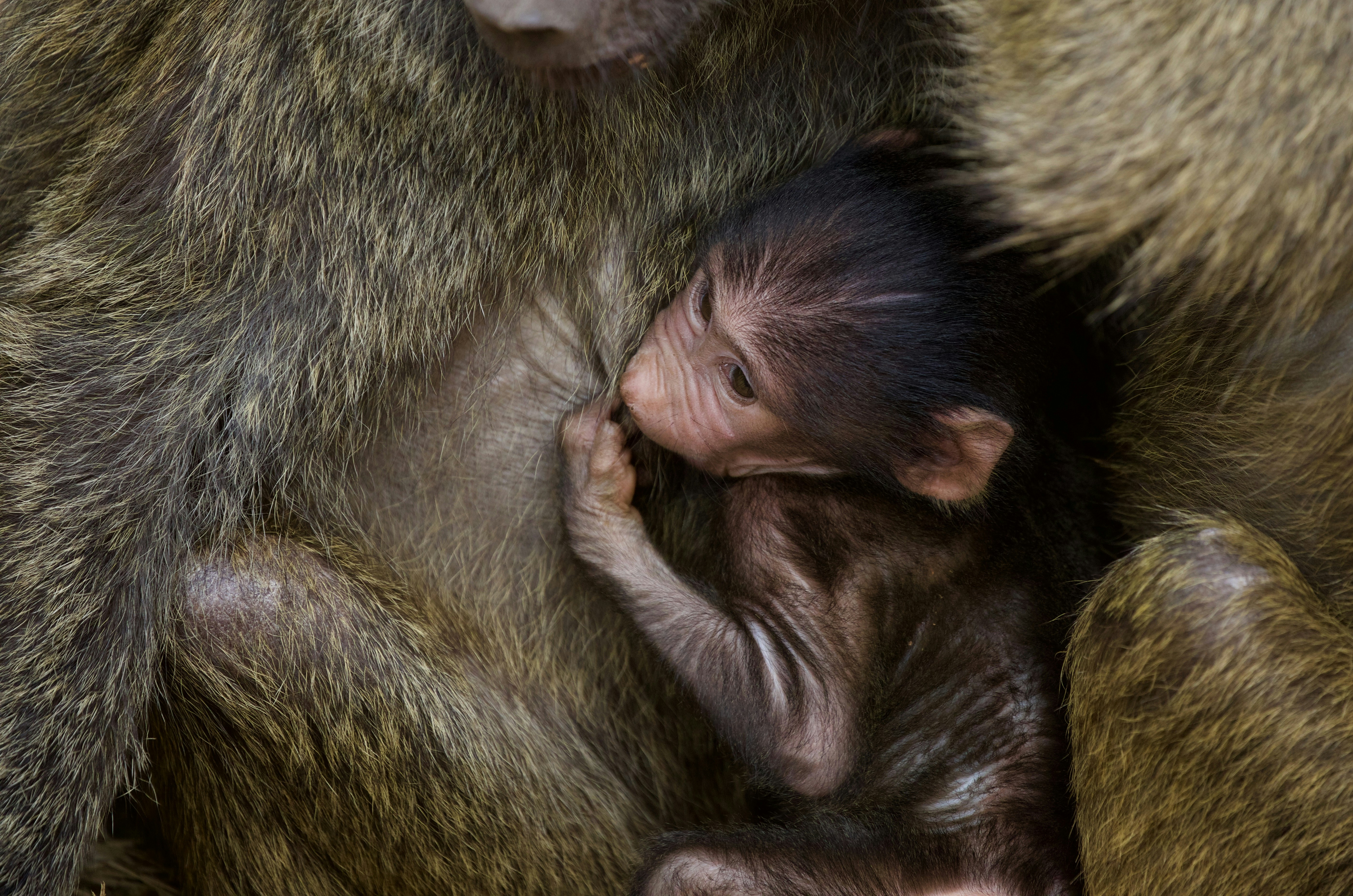 Baby monkey with mother