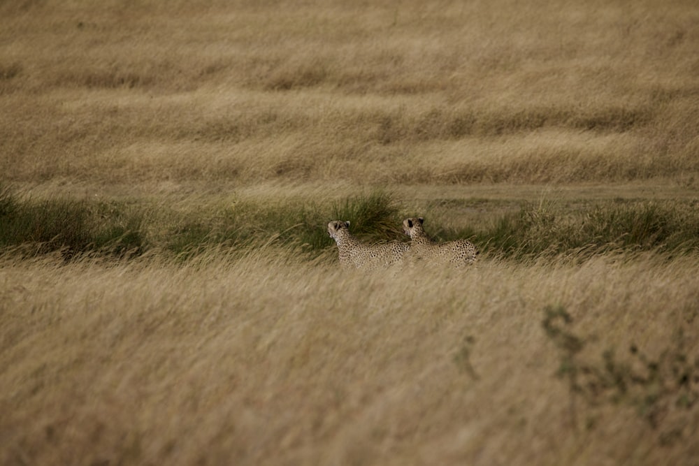 brown and black cheetah on brown grass field during daytime