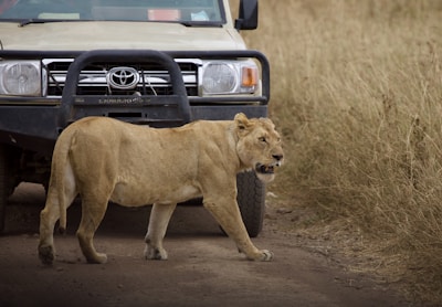 brown lioness on brown field during daytime