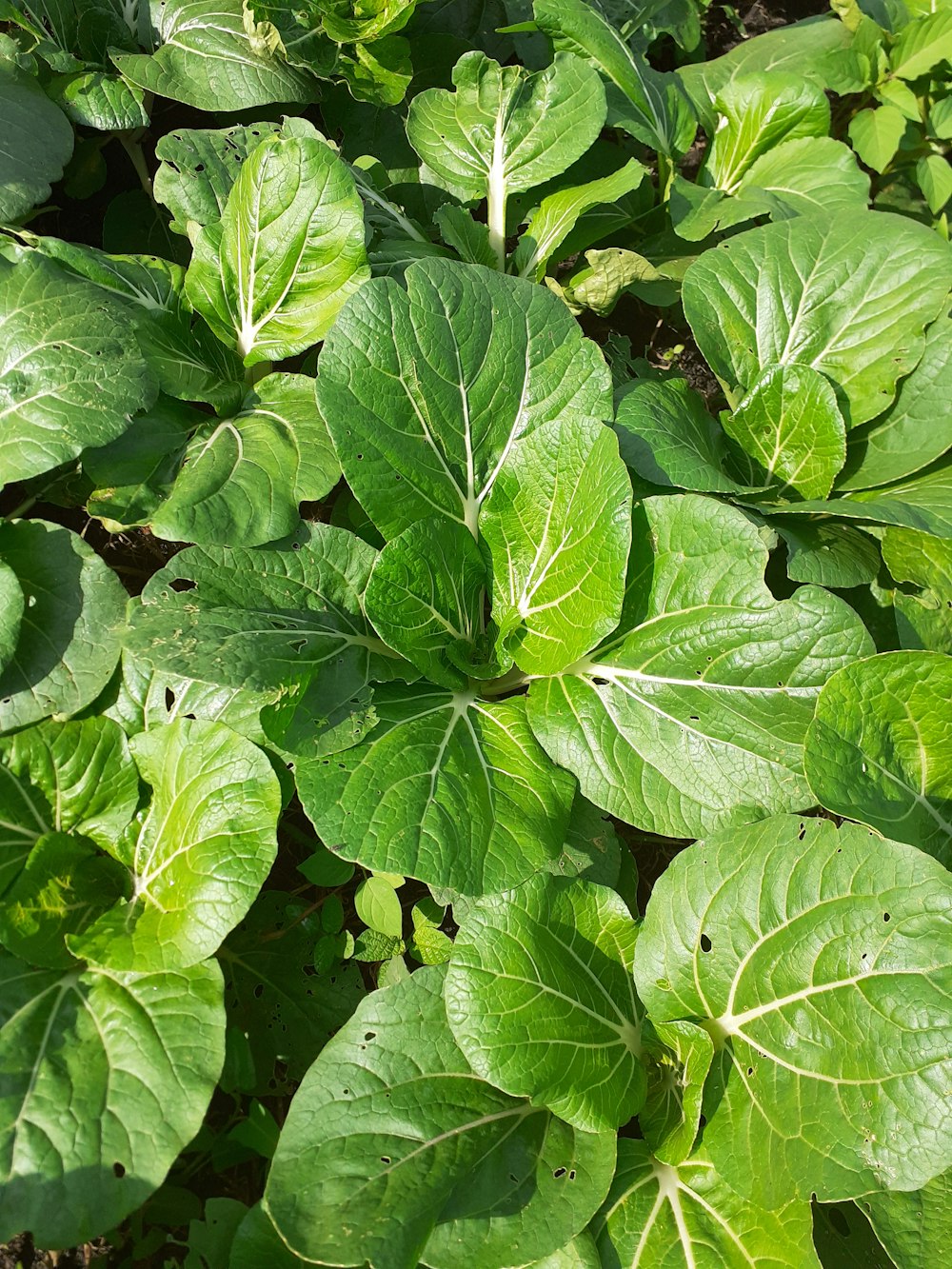 Las hojas verdes se plantan durante el día