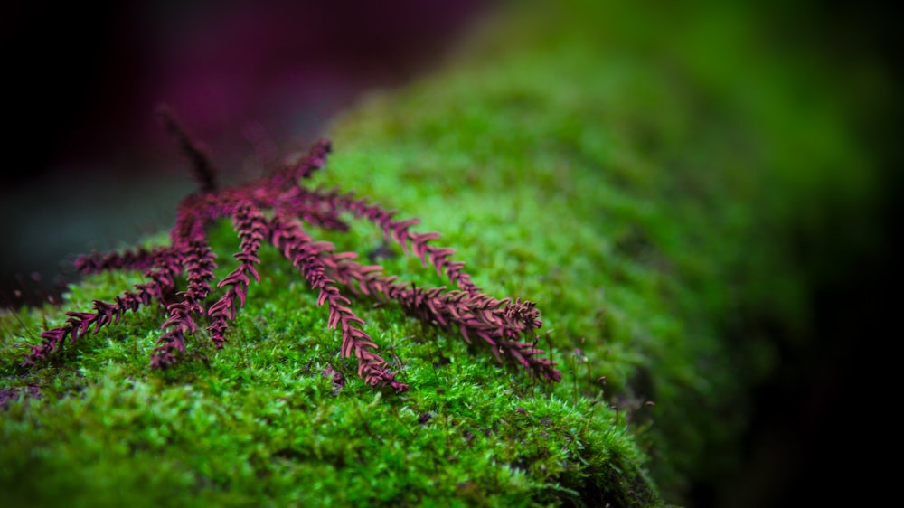 red leaf on green grass