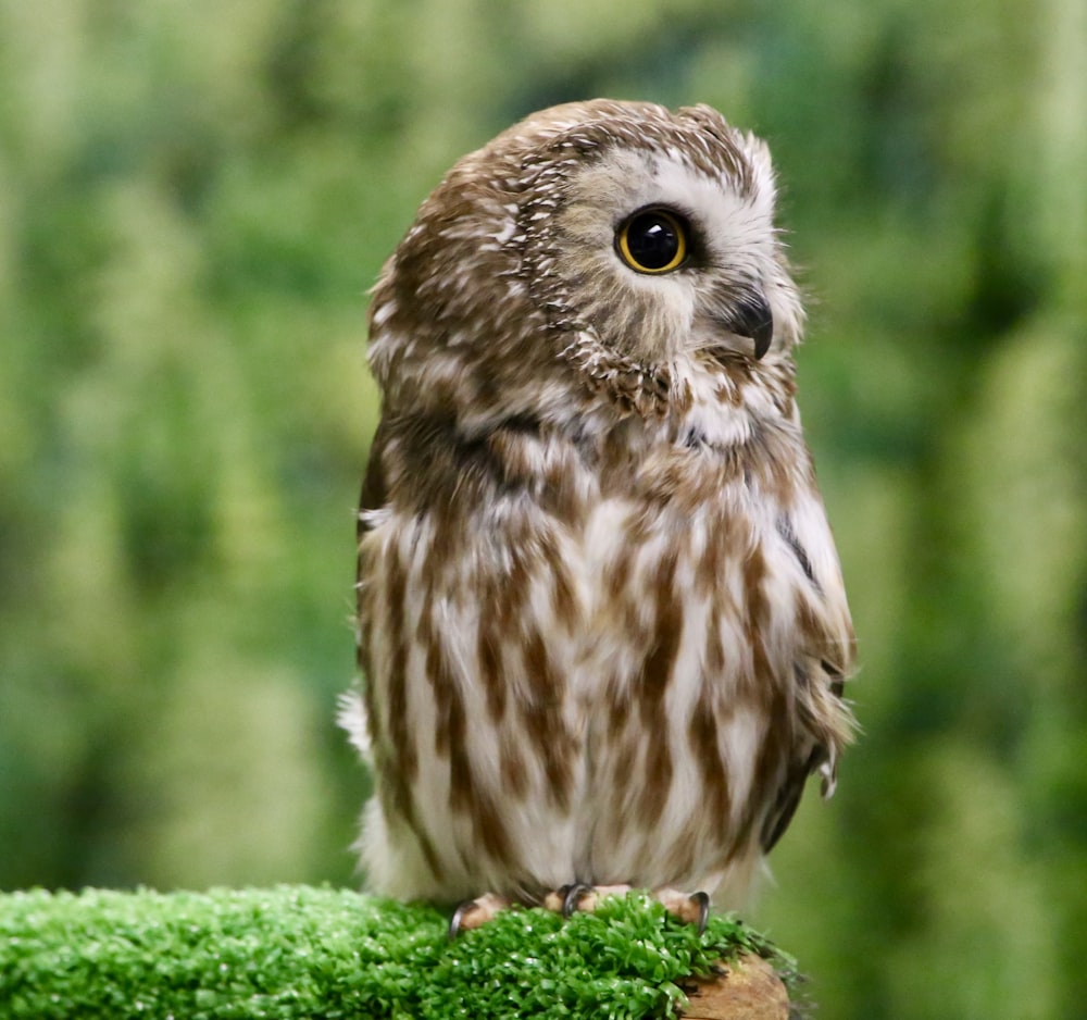 brown owl on green grass during daytime