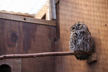 An owl with mottled brown and gray plumage perches on a slender branch inside a wooden enclosure. The walls have a warm, natural wood texture and the roof is made of wire mesh, allowing some natural light to filter in.