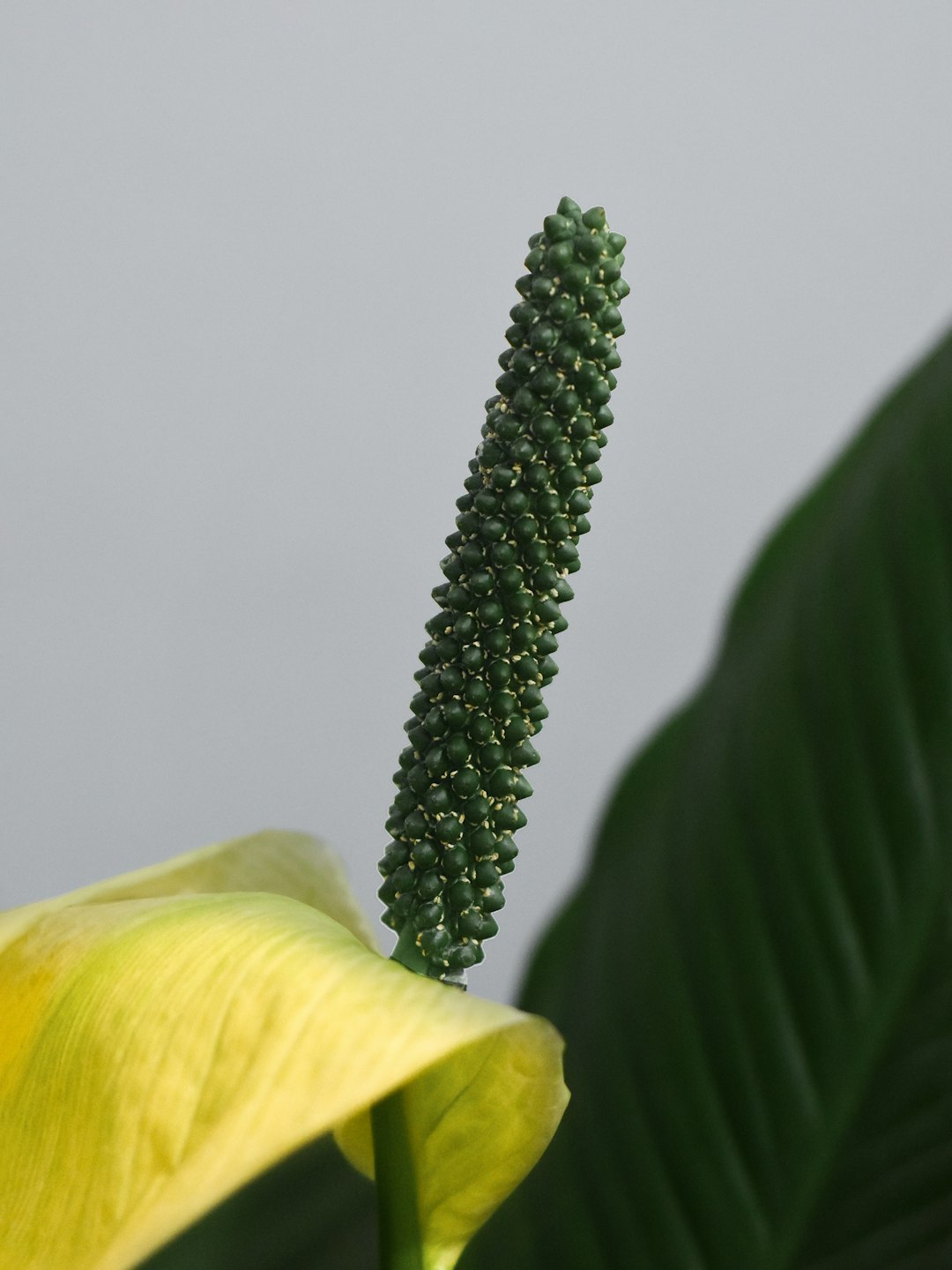 green cactus plant beside yellow flower