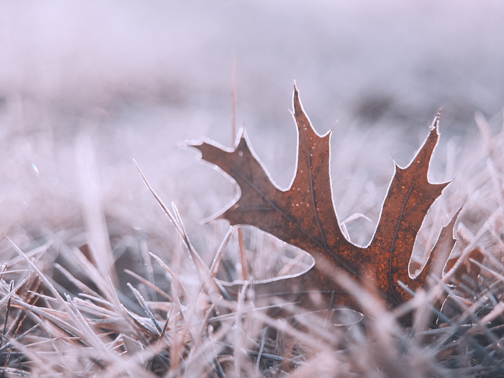 brown dried leaf on brown grass