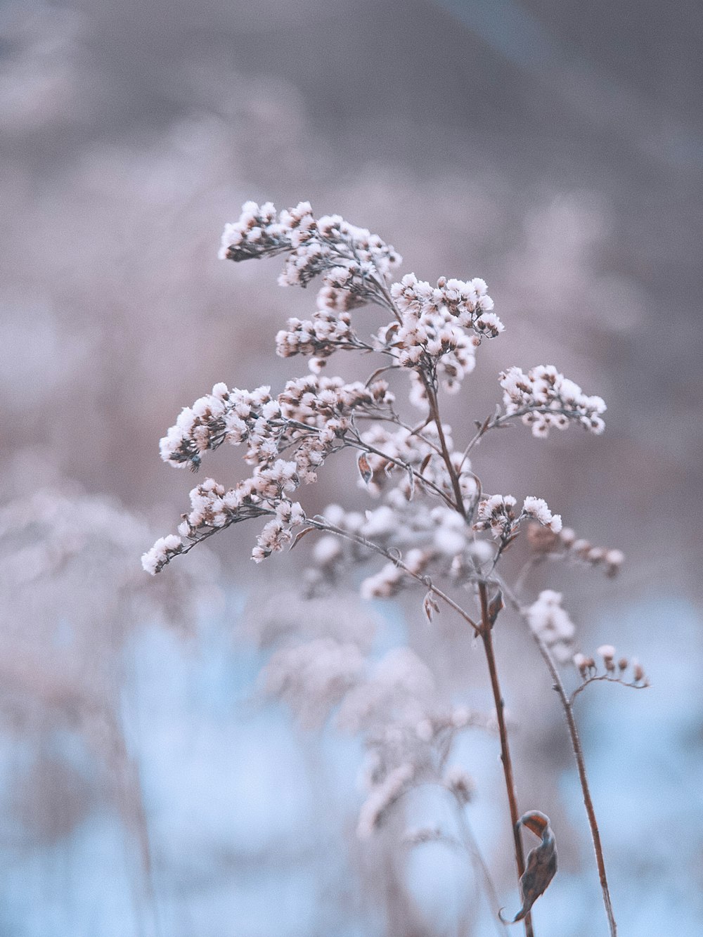 white and brown flower in tilt shift lens