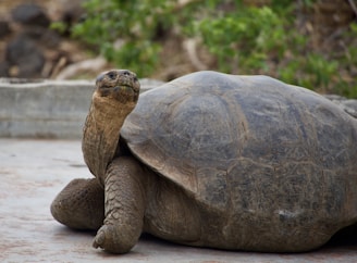 A large tortoise is resting on a concrete surface with lush greenery in the background. Its head is raised, and the shell exhibits rough, textured patterns.