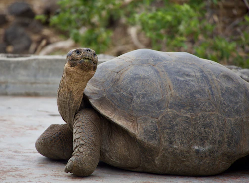Close-up of a giant Aldabra tortoise resting in the lush greenery of the Seychelles Botanical Gardens.