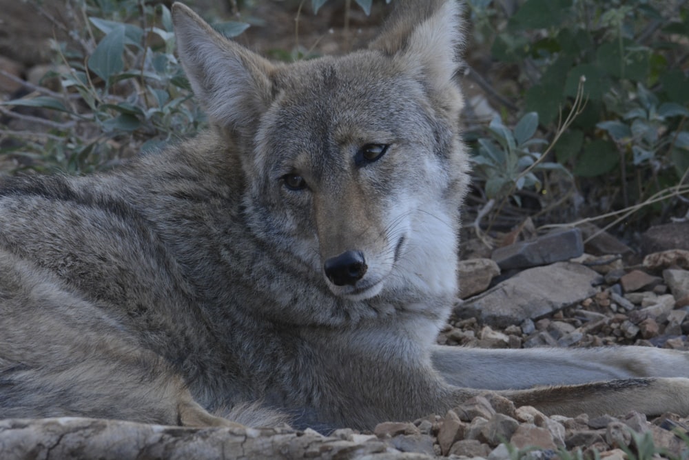 brown and black wolf on brown soil