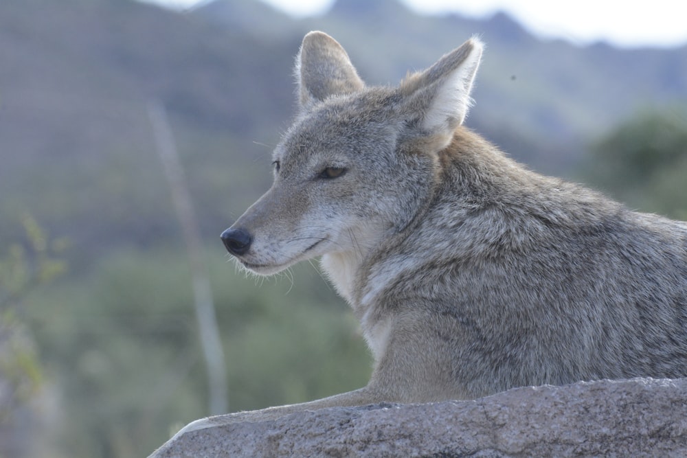 brown and white fox on brown rock during daytime