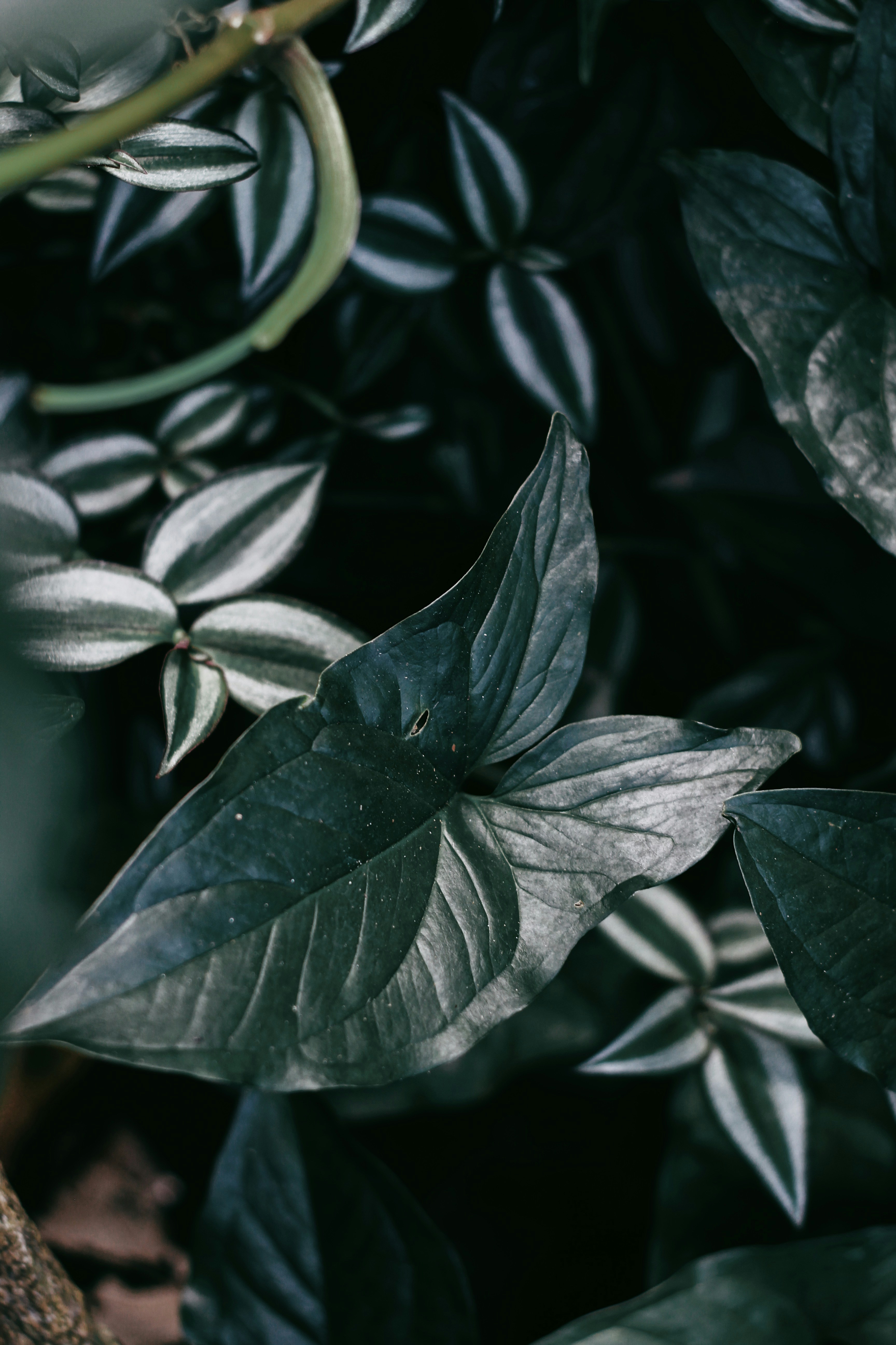 Photo by nathanareboucas