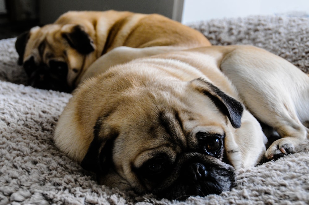 fawn pug lying on white textile