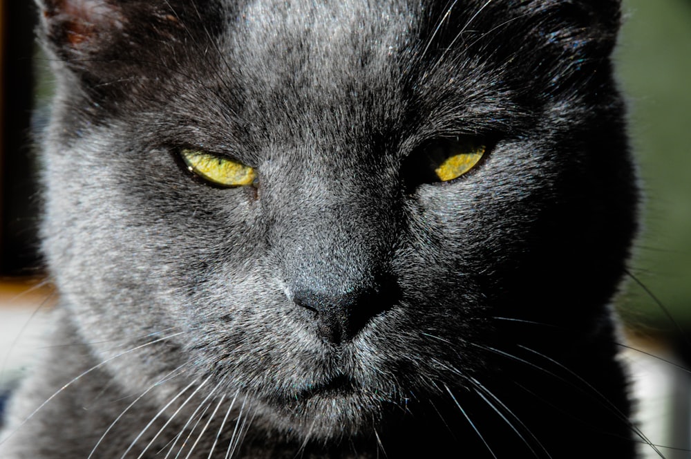 black cat with yellow eyes