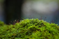 A close-up of a vibrant green plant in a moss ball.