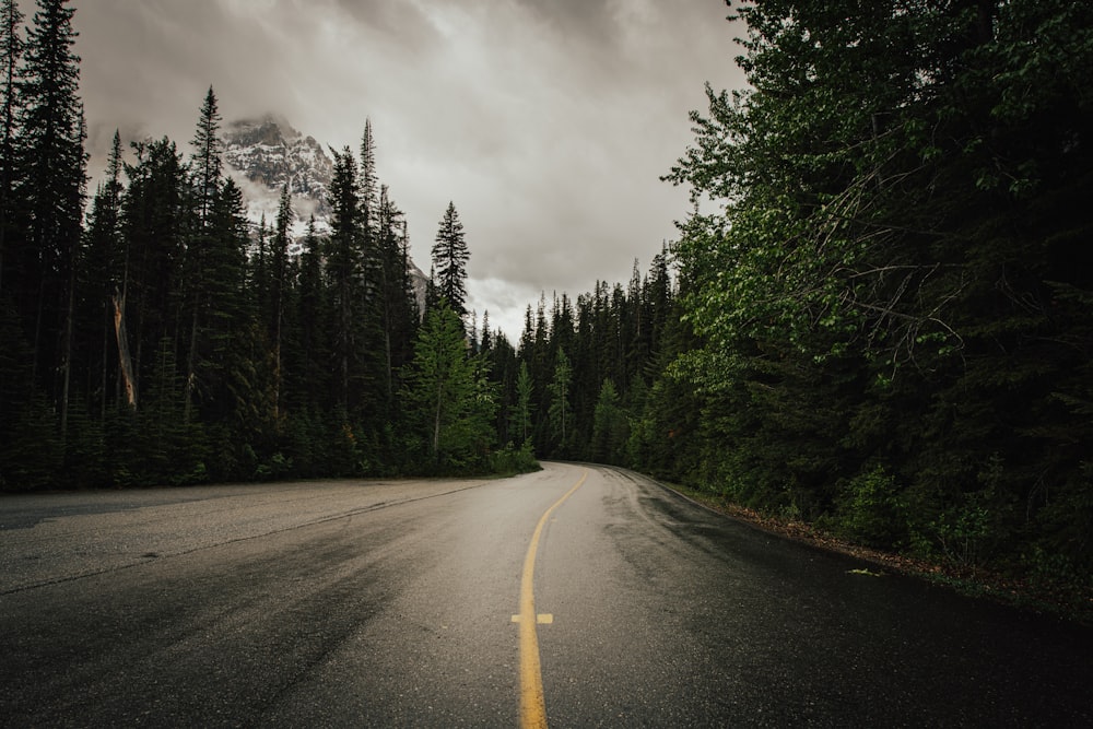 gray concrete road between green trees under gray clouds