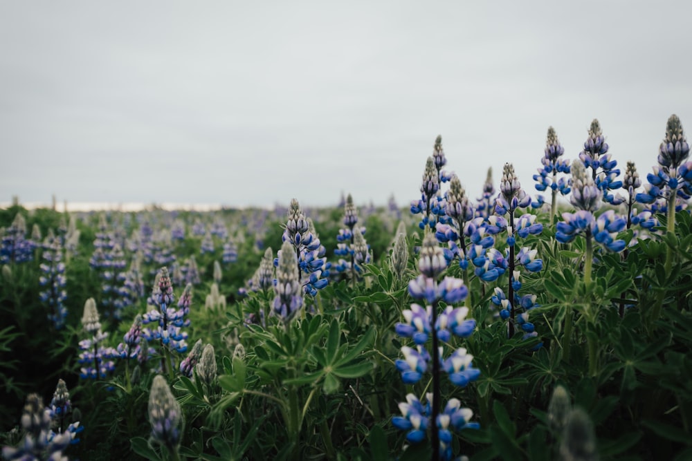 fleurs bleues sur le champ d’herbe verte pendant la journée