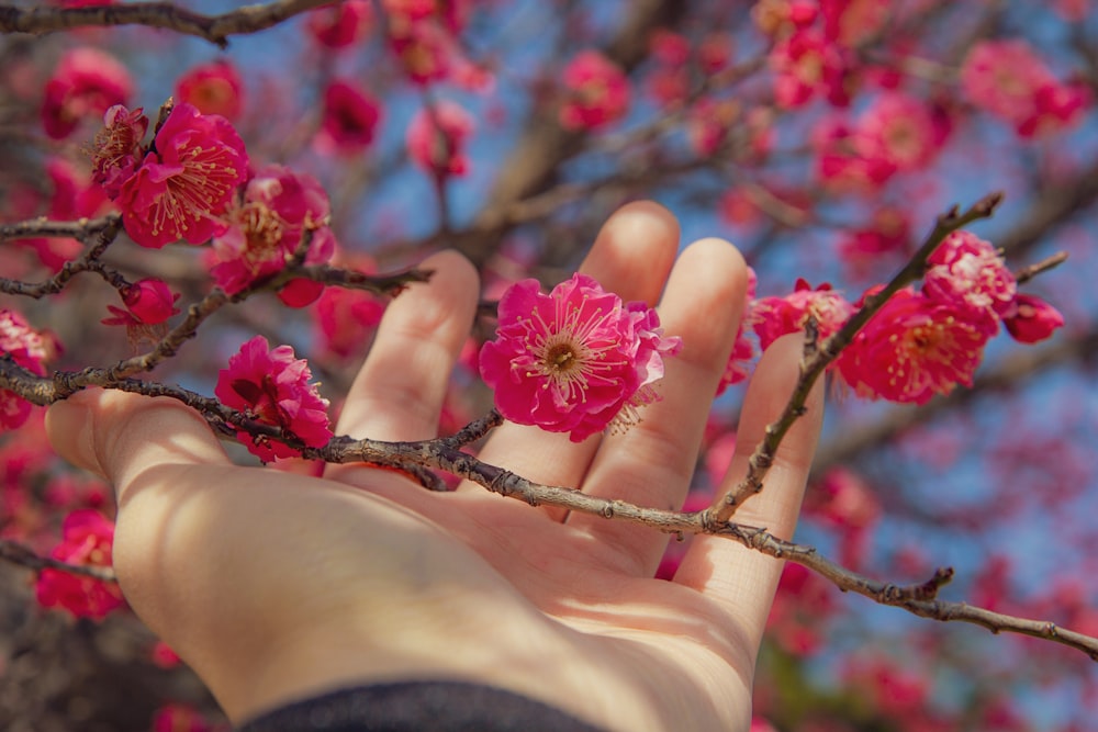 pink flower on persons hand