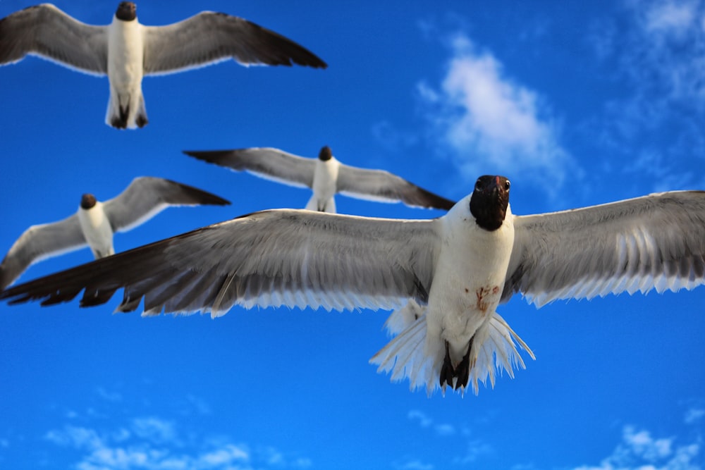 a flock of birds flying through a blue sky