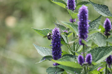 purple flower in tilt shift lens