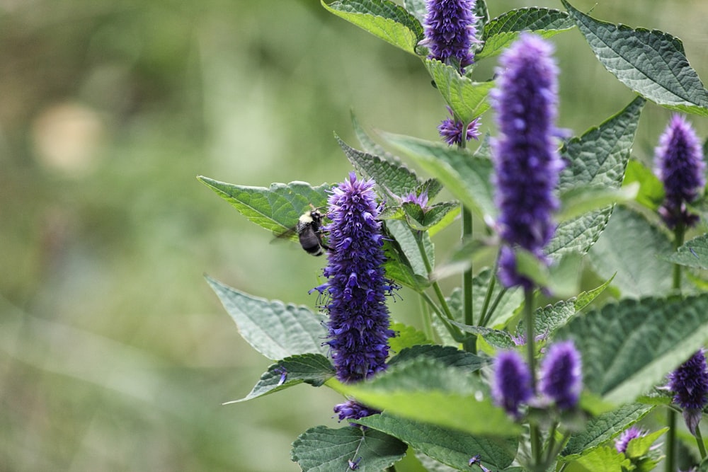 purple flower in tilt shift lens