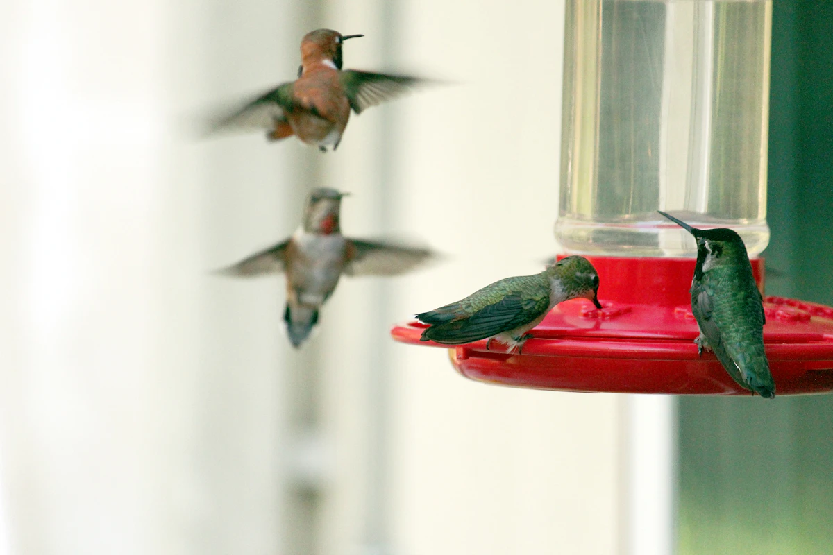 Anna's hummingbirds gathered around a feeder