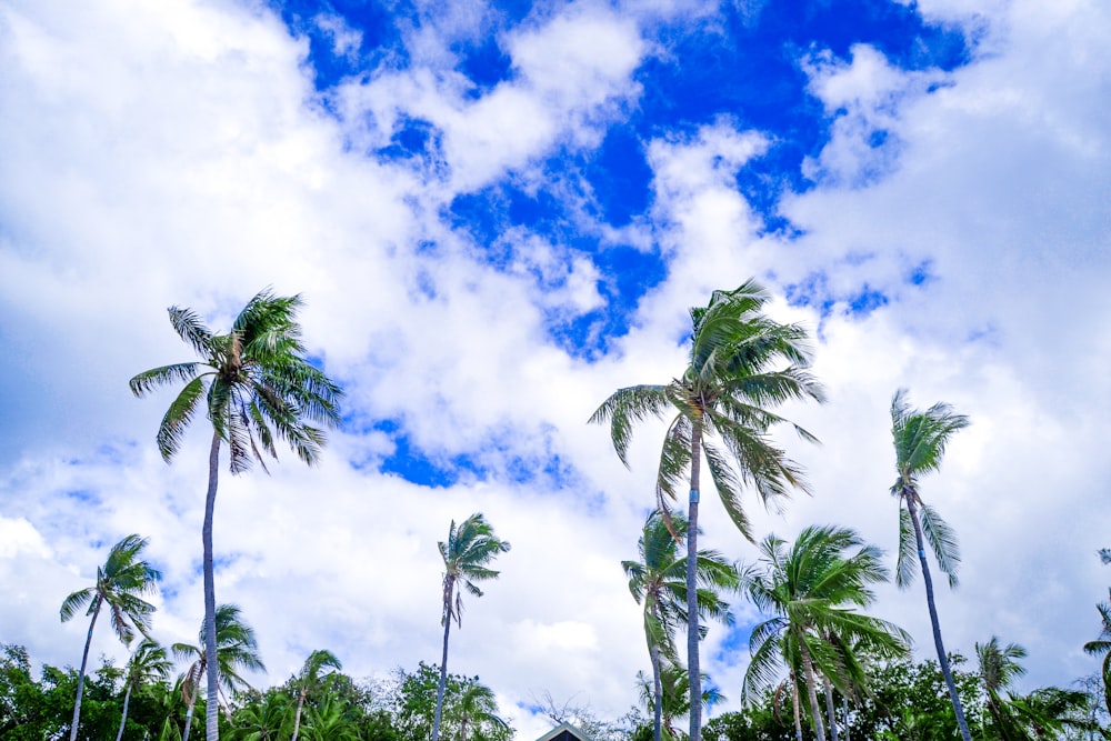昼間の青い空と白い雲の下に緑のココナッツの木