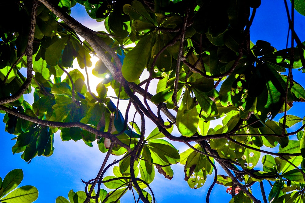 green leaves under blue sky during daytime