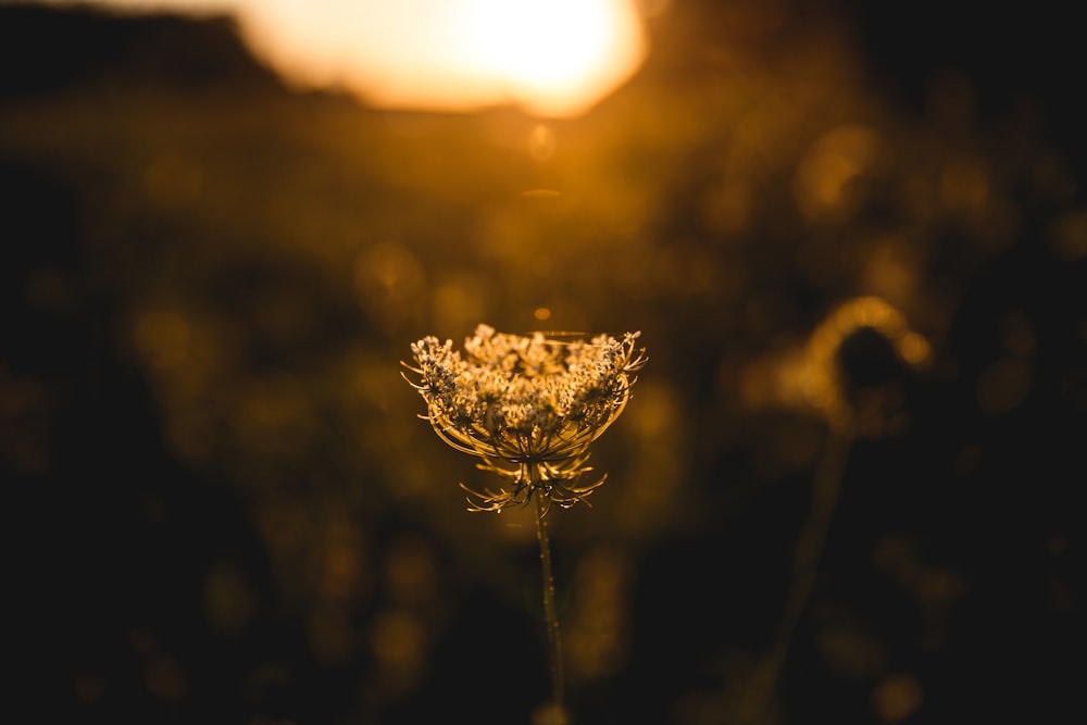 white flower in tilt shift lens