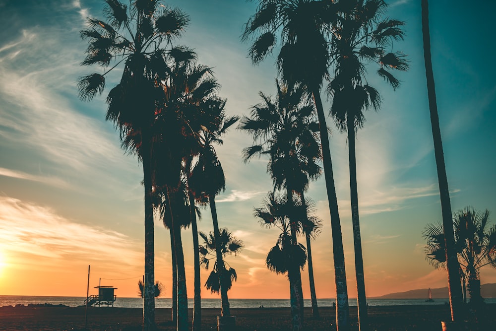 palm trees near body of water during sunset