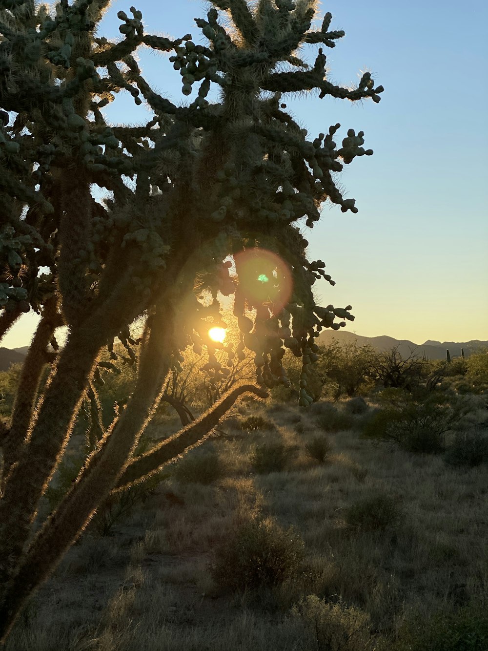 green tree on green grass field during sunset