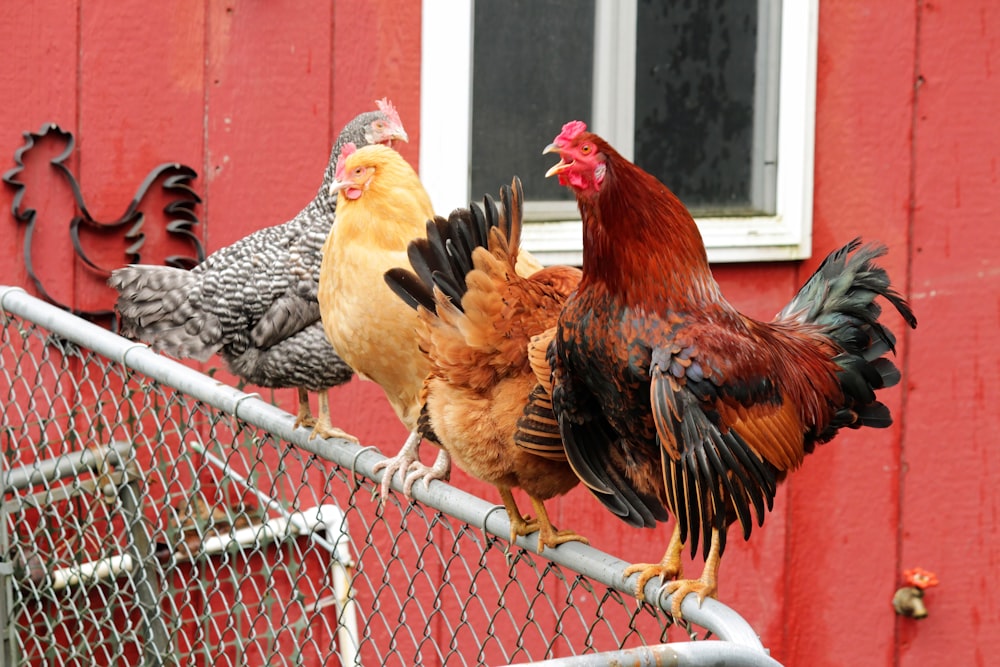 brown and black hen on cage