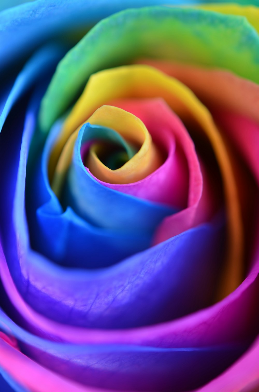 1K+ Rainbow Rose Pictures | Download Free Images on Unsplash