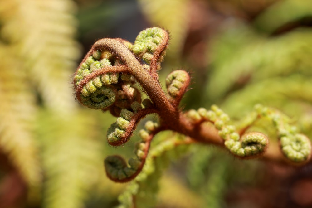 green and brown plant in close up photography