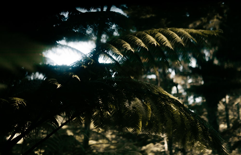 green palm tree during daytime