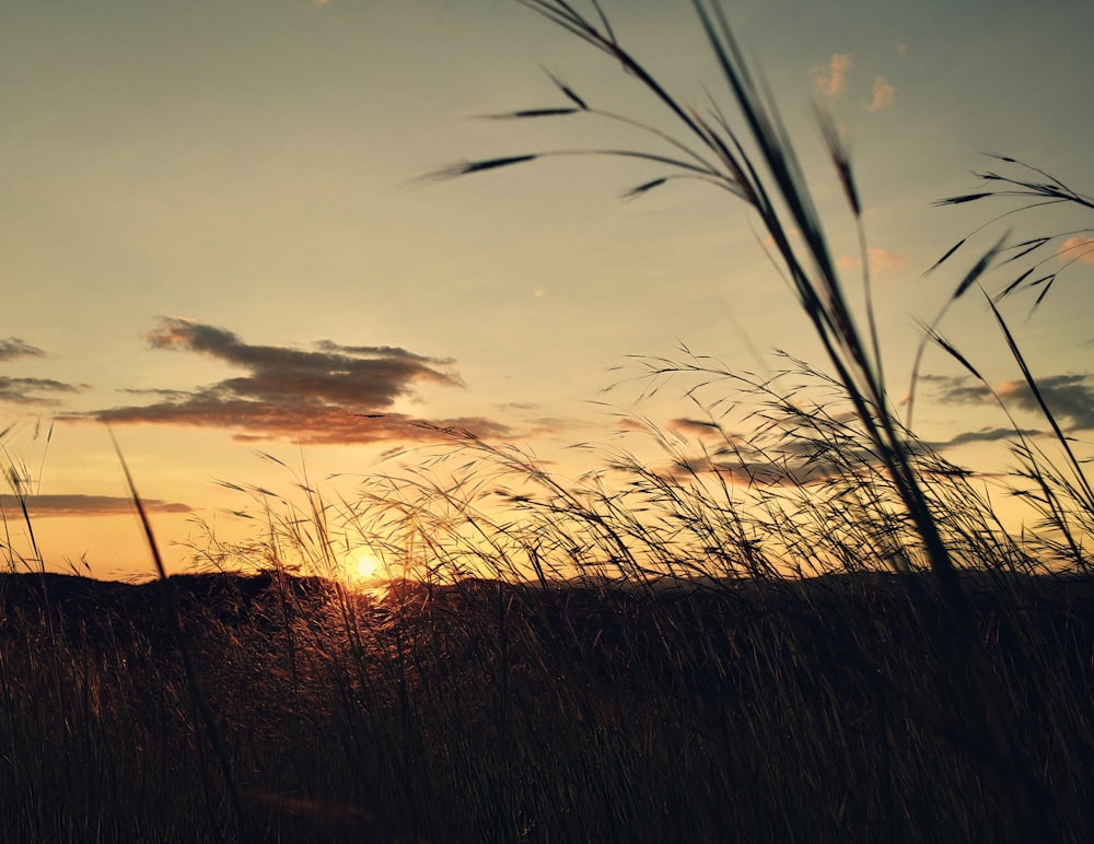 silhouette of grass during sunset