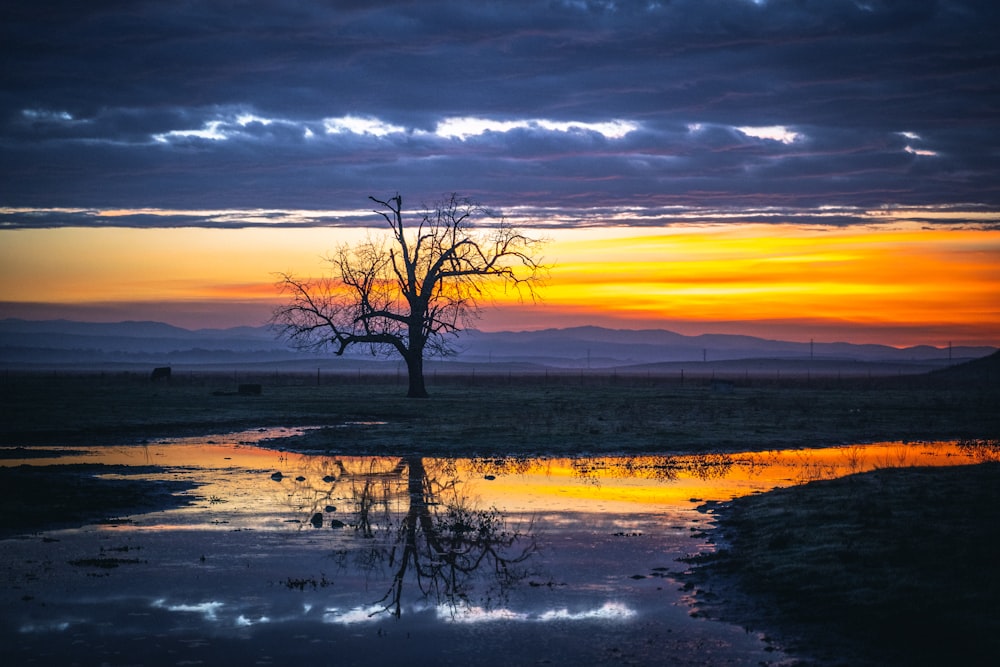 leafless tree on the seashore during sunset