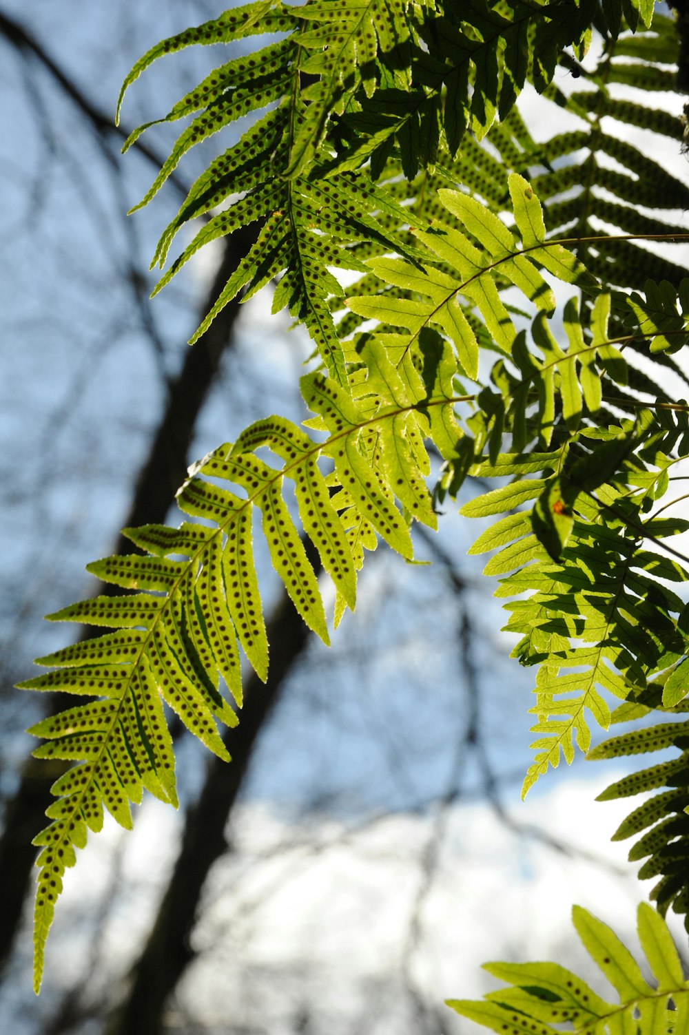 green fern plant in close up photography